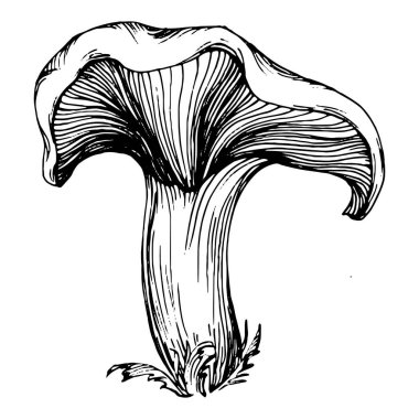 Logo için mantar çizimi. Mantar dövmesi sanat tarzında detaylı. Beyaz arka planda siyah beyaz klipsli sanat. Antika vintage gravür çizimi.