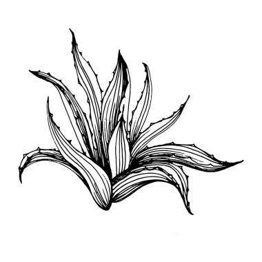 Logo için kaktüs eskizi. Çiçekli sulu bitkiler, sanat tarzında detaylandırılmış. Beyaz arka planda siyah beyaz klipsli sanat. Antika vintage gravür çizimi.
