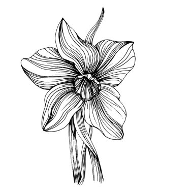 Narcissus çiçeği. Bitki bitkisi jonquil. İzole illüstrasyon elementi. Arkaplan, doku, ambalaj deseni, çerçeve veya kenar çizimi için vektör el.