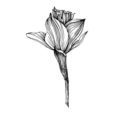 Narcissus çiçeği. Bitki bitkisi jonquil. İzole illüstrasyon elementi. Arkaplan, doku, ambalaj deseni, çerçeve veya kenar çizimi için vektör el.