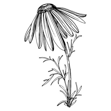 Papatya çayı elle çizilmiş. Daisy tekerleği