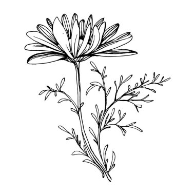 Papatya çayı elle çizilmiş. Daisy tekerleği