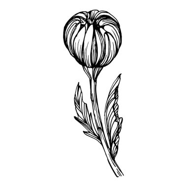 Kasımpatı elle çizilmiş. Çiçek dövmesi sanat tarzında detaylı. Çiçek dövmesi konsepti. Beyaz arka planda siyah beyaz klipsli sanat. Antika vintage gravür çizimi.