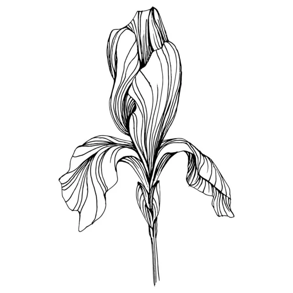 아이리스 식물학적 독자적 텍스처 프레임 테두리를 손으로 그리는 — 스톡 벡터