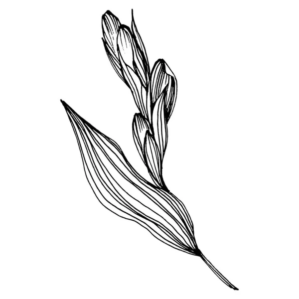 虹膜花 植物植物的花 孤立的说明性元素 矢量手绘野花 用于背景 包装图案 框架或边框 — 图库矢量图片