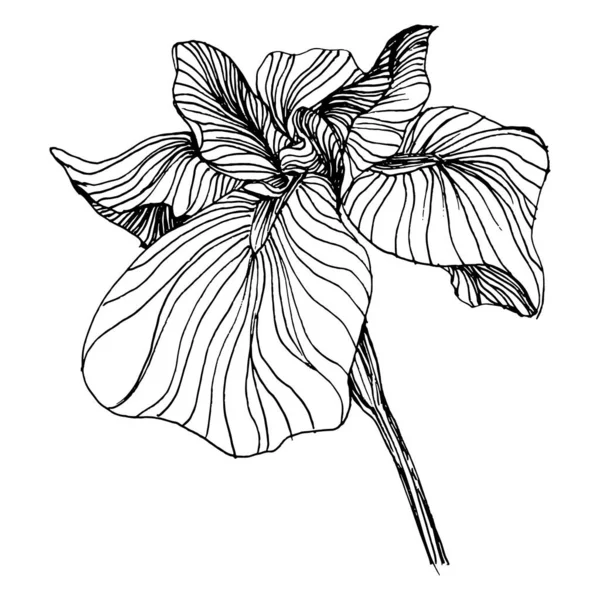 Квітка Райдуги Квіткова Ботанічна Квітка Ізольований Елемент Ілюстрації Векторний Малюнок — стоковий вектор