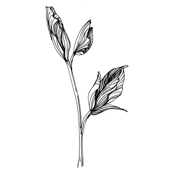 虹膜花 植物植物的花 孤立的说明性元素 矢量手绘野花 用于背景 包装图案 框架或边框 — 图库矢量图片
