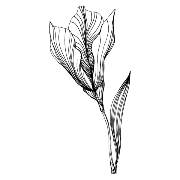 Irissen Bloeien Bloemen Botanische Bloem Geïsoleerd Illustratie Element Vector Hand — Stockvector