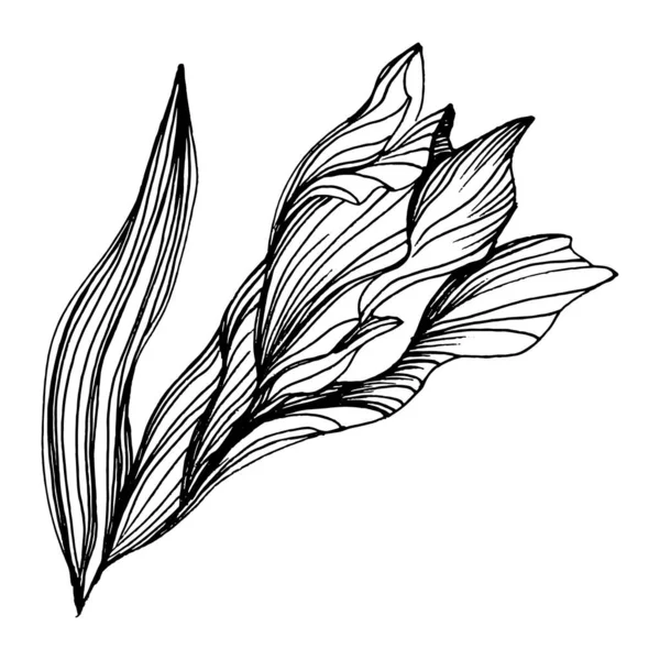 Irissen Bloeien Bloemen Botanische Bloem Geïsoleerd Illustratie Element Vector Hand — Stockvector