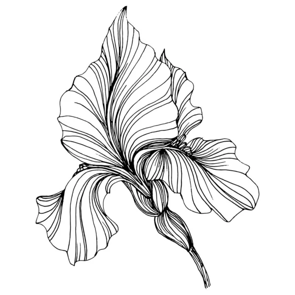 Iris Blüht Florale Botanische Blume Isoliertes Illustrationselement Vektor Handzeichnung Wildflower — Stockvektor