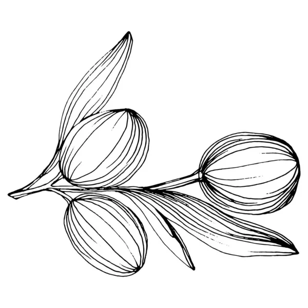 Élément Croquis Olive Branches Olivier Isolées Dessin Vectoriel Main Fleur — Image vectorielle