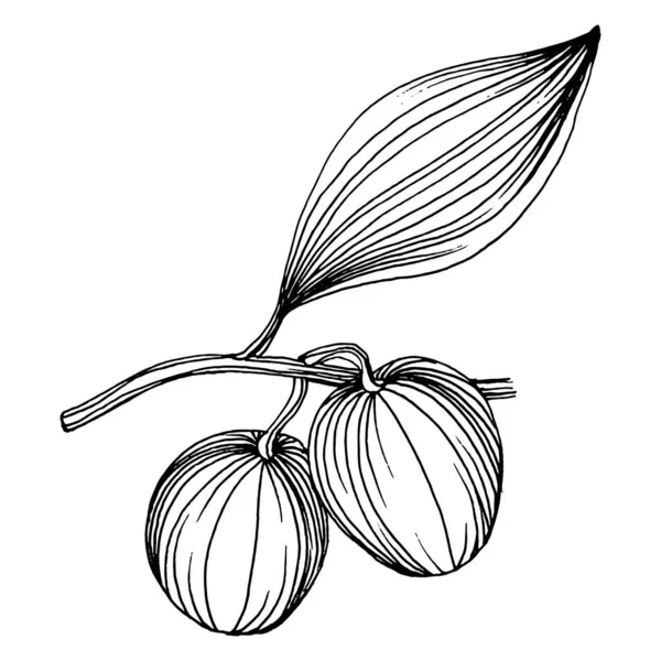Оливковий Елемент Ескізу Оливкові Гілки Ізольовані Векторний Малюнок Рук Дикий — стоковий вектор