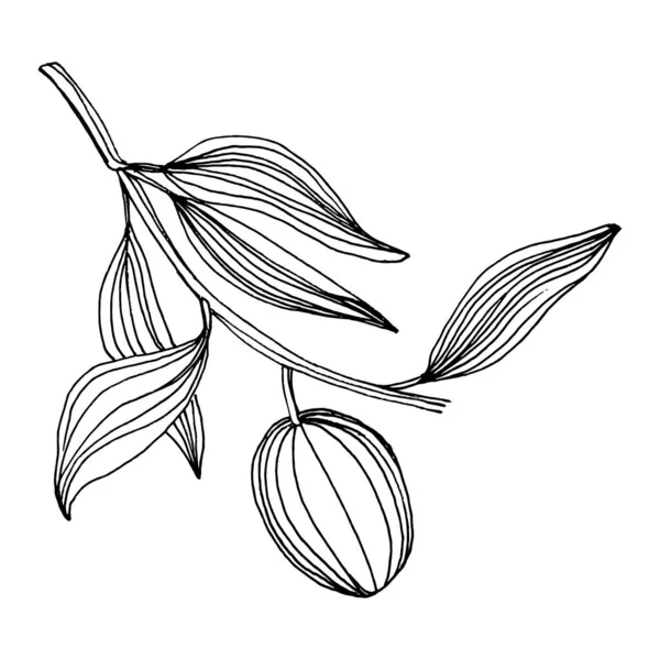 Оливковий Елемент Ескізу Оливкові Гілки Ізольовані Векторний Малюнок Рук Дикий — стоковий вектор