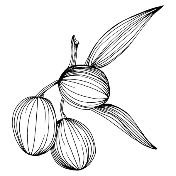 オリーブのスケッチ要素 オリーブの枝が孤立 テクスチャ ラッパーパターン フレームまたは境界線のためのベクトル手描きの野花 — ストックベクタ