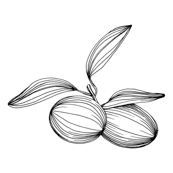 Prvek Olive Sketch Olivové Větve Izolované Vektorové Ruční Kreslení Volně — Stockový vektor