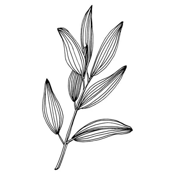 オリーブのスケッチ要素 オリーブの枝が孤立 テクスチャ ラッパーパターン フレームまたは境界線のためのベクトル手描きの野花 — ストックベクタ