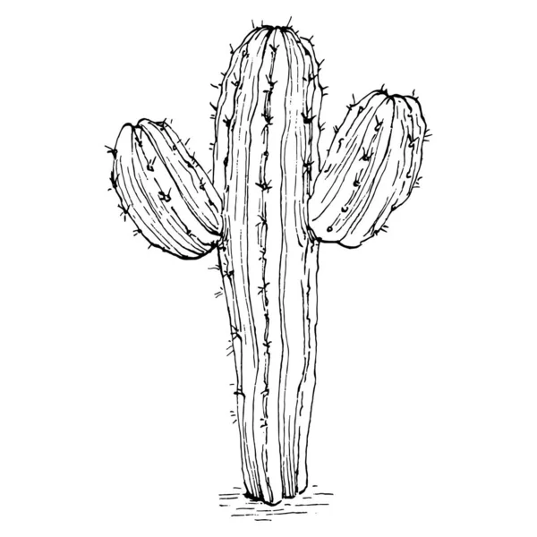 Kaktusz Izolált Illusztráció Fehér Alapon Kaktusz Ikonok Vagy Logó Kártyaelem — Stock Vector