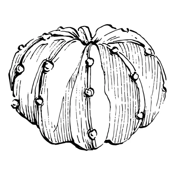 Kaktusové Izolované Ilustrace Bílém Pozadí Ikony Nebo Logo Kaktusu Prvek — Stockový vektor