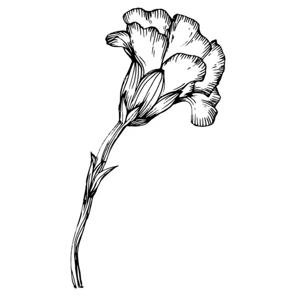 Flor Clavel Clavo Botánico Floral Elemento Ilustración Aislado Dibujo Mano — Archivo Imágenes Vectoriales