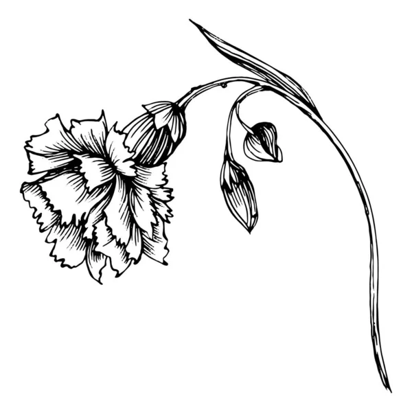 Flor Clavel Clavo Botánico Floral Elemento Ilustración Aislado Dibujo Mano — Archivo Imágenes Vectoriales