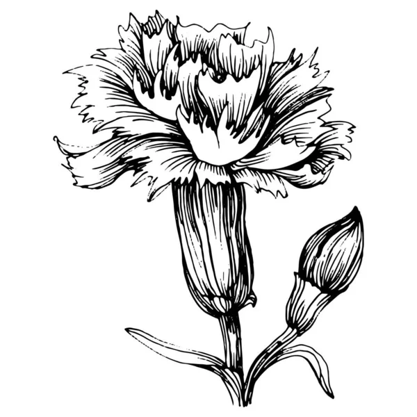 Flor Clavel Clavo Botánico Floral Elemento Ilustración Aislado Dibujo Mano — Vector de stock