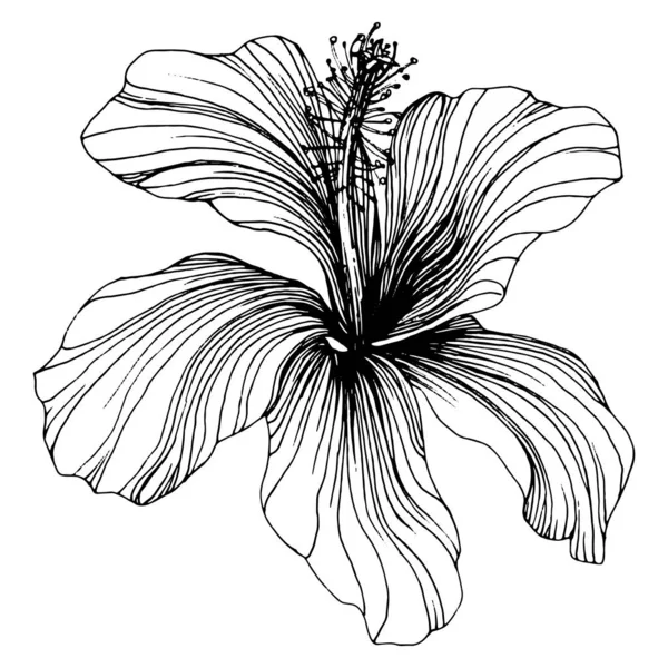 Квітка Гібіскуса Квітковий Ботанік Ізольований Елемент Ілюстрації Векторний Малюнок Рук — стоковий вектор