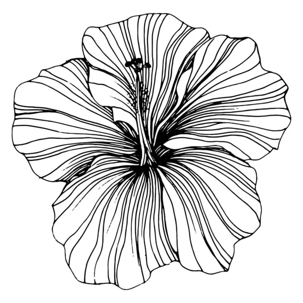 Hibiscus Bloem Bloemen Botanisch Geïsoleerd Illustratie Element Vector Hand Tekening — Stockvector