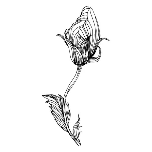 Květ Ibišku Květinová Botanika Izolovaný Ilustrační Prvek Vektorové Ruční Kreslení — Stockový vektor