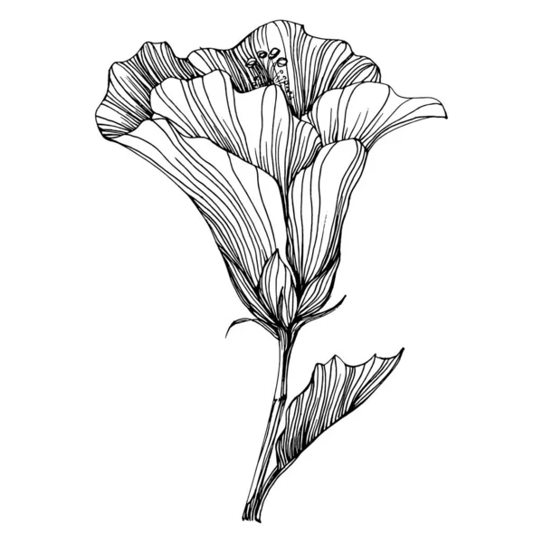 Květ Ibišku Květinová Botanika Izolovaný Ilustrační Prvek Vektorové Ruční Kreslení — Stockový vektor