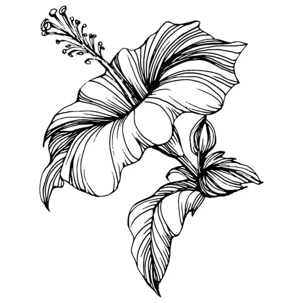 Flor Hibisco Botânico Floral Isolado Elemento Ilustração Vector Mão Desenho — Vetor de Stock