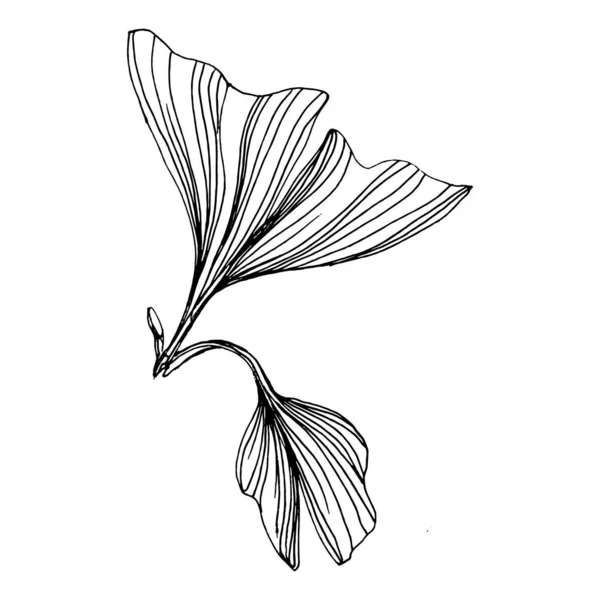 Ginkgo Bitkisi Elle Çizilmiş Çiçek Dövmesi Sanat Tarzında Detaylı Beyaz — Stok Vektör