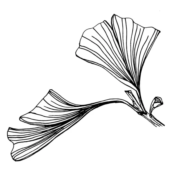 Трав Яна Рослина Гінкго Вручну Малює Ескіз Квіткове Татуювання Дуже — стоковий вектор