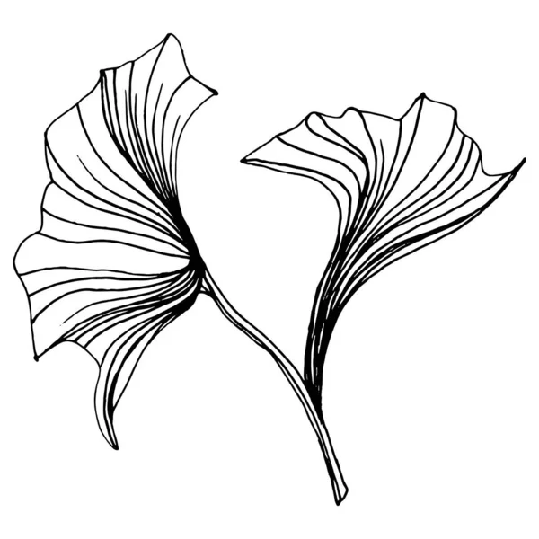手描きのスケッチでイチョウのハーブ植物 花の入れ墨は ラインアートスタイルで非常に詳細です 白を基調とした黒と白のクリップアート ロゴのためのアンティークヴィンテージ彫刻イラスト — ストックベクタ