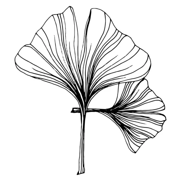 Травяные Растения Гинкго Рисуют Вручную Цветочные Татуировки Детализированы Линейном Стиле — стоковый вектор