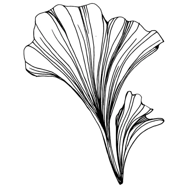 手描きのスケッチでイチョウのハーブ植物 花の入れ墨は ラインアートスタイルで非常に詳細です 白を基調とした黒と白のクリップアート ロゴのためのアンティークヴィンテージ彫刻イラスト — ストックベクタ