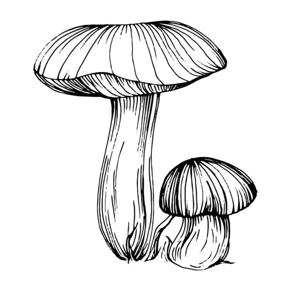 Cogumelo Ilustração Esboço Para Logotipo Tatuagem Cogumelos Altamente Detalhada Estilo —  Vetores de Stock