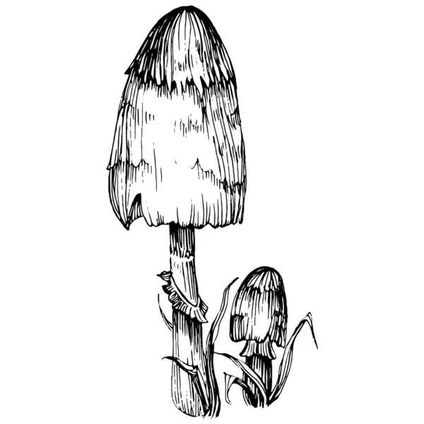 用于标识的蘑菇插图草图 蘑菇纹身在线条艺术风格上非常精细 黑白相间的剪贴画被白色背景隔离了 古董古董雕刻图解 — 图库矢量图片