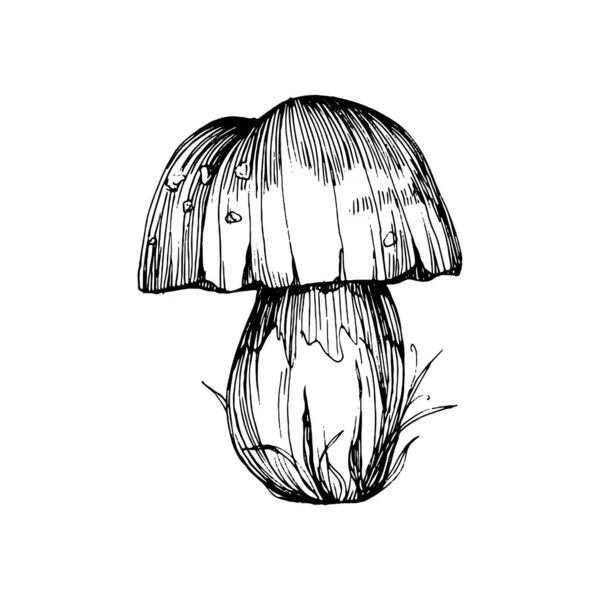 Mushroom Illustration Sketch Logo Mushrooms Tattoo Highly Detailed Line Art — Stock Vector