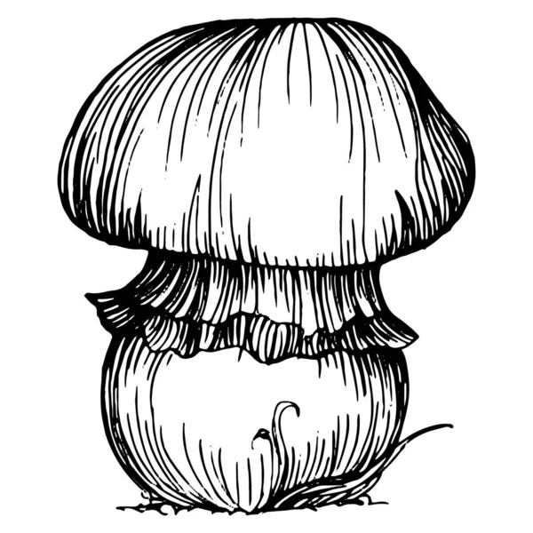 Mushroom Illustration Sketch Logo Mushrooms Tattoo Highly Detailed Line Art — Stock Vector