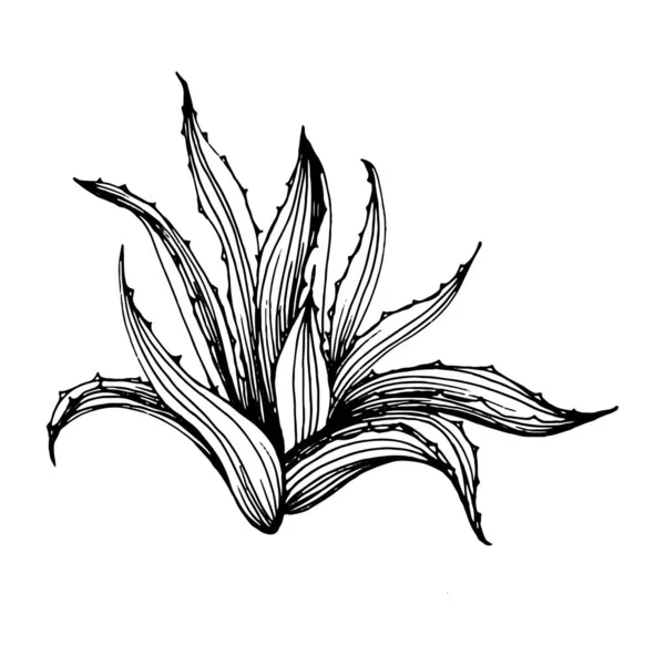 仙人掌草图作为标志 花肉质植物纹身在线条艺术风格上非常详细 黑白相间的剪贴画被白色背景隔离了 古董古董雕刻图解 — 图库矢量图片