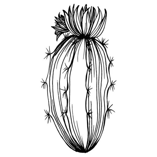 ロゴのサボテンスケッチ 花の多肉植物は ラインアートスタイルで非常に詳細なタトゥー 白を基調とした黒と白のクリップアート アンティークヴィンテージの彫刻イラスト — ストックベクタ