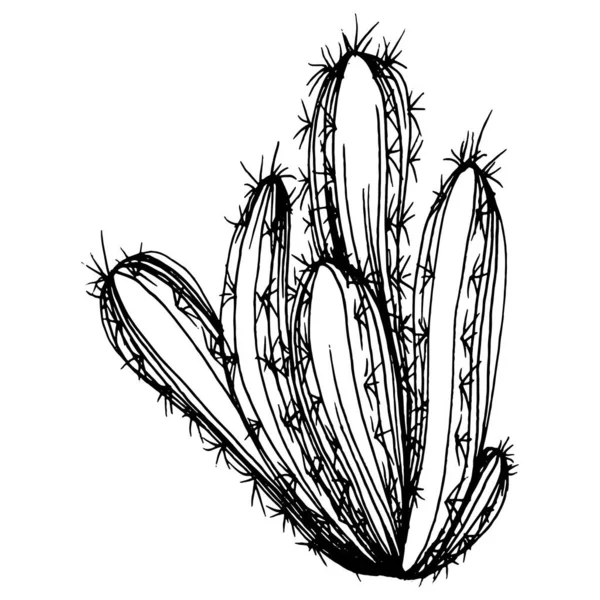 Cactus Sketch Logo Floral Succulent Plants Tattoo Highly Detailed Line — Stock Vector