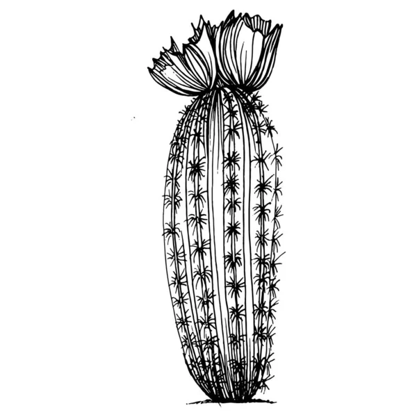 Cactus Esboço Para Logotipo Plantas Suculentas Florais Tatuagem