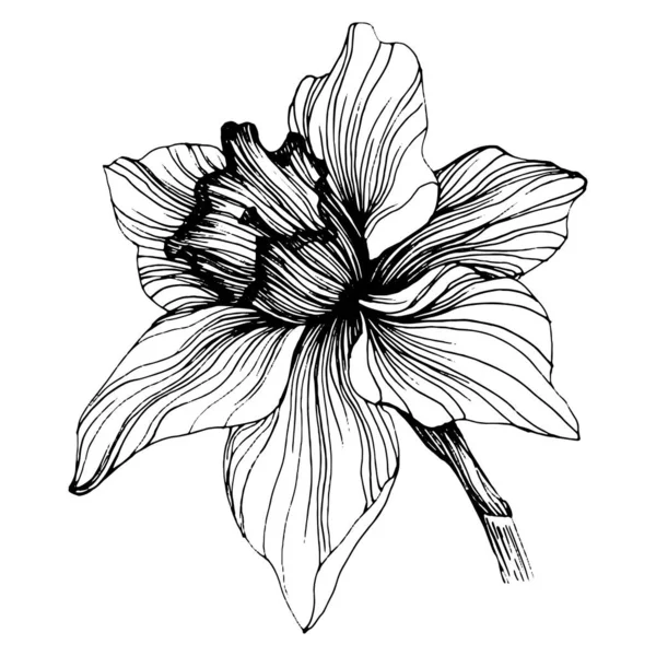 Λουλούδι Νάρκισσος Floral Βοτανικό Jonquil Μεμονωμένο Στοιχείο Απεικόνισης Διάνυσμα Χέρι — Διανυσματικό Αρχείο