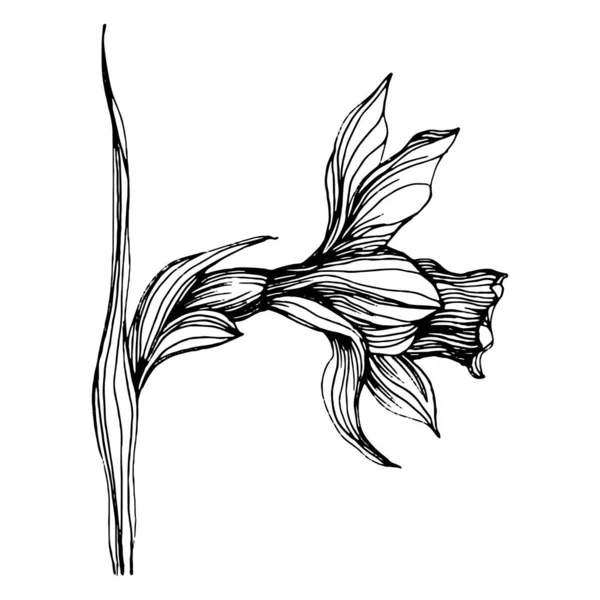 Flor Narciso Floral Botanical Jonquil Elemento Ilustración Aislado Dibujo Mano — Archivo Imágenes Vectoriales