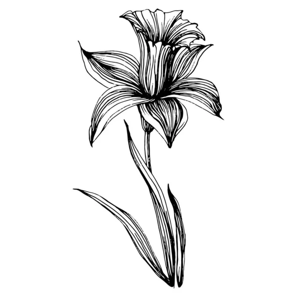 Flor Narciso Floral Botanical Jonquil Elemento Ilustración Aislado Dibujo Mano — Vector de stock
