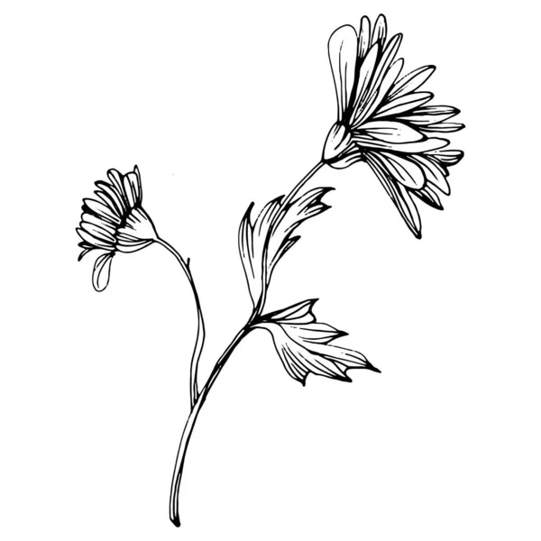 Kasımpatı Elle Çizilmiş Çiçek Dövmesi Sanat Tarzında Detaylı Çiçek Dövmesi — Stok Vektör