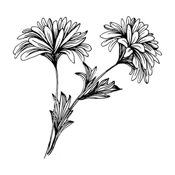 Crisantemo Dibujado Mano Tatuaje Floral Altamente Detallado Estilo Arte Línea — Archivo Imágenes Vectoriales