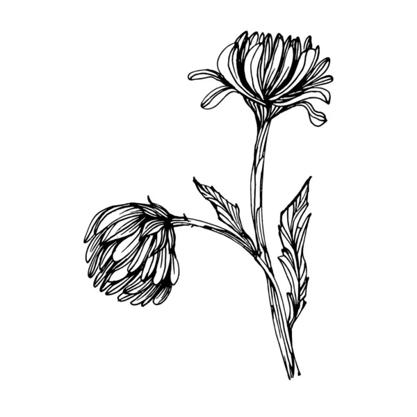 Chrysanthemen Von Hand Gezeichnet Floral Tätowierung Sehr Detailliert Linie Kunststil — Stockvektor