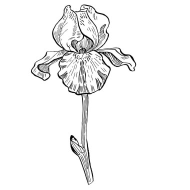 İris çiçeği, vektör illüstrasyonu